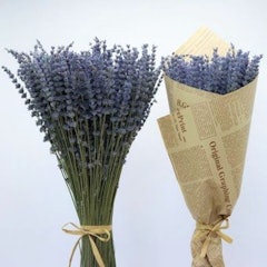 Hoa Lavender Khô