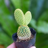 Top 13 Cây Xương Rồng Đẹp và Dễ Trồng Nhất hiện nay (Tư vấn mua 2024) 2