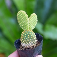 Cây Xương Rồng Tai Thỏ