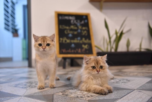 Cafe Mèo Kimino Cafe&Tea 3
