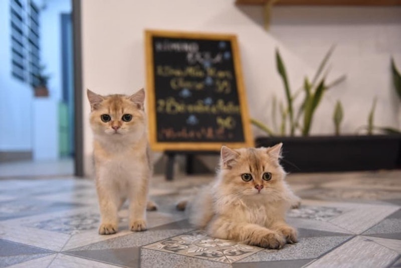 Cafe Mèo Kimino Cafe&Tea 3