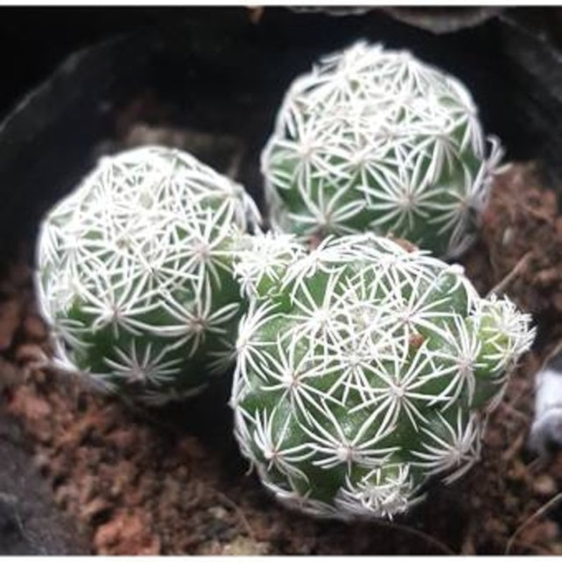 Cây Xương Rồng Trứng Chim 1