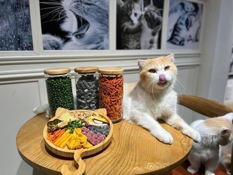 Cafe Mèo CATFE 2