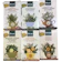 Dilmah Trà Rooibos Dilmah 1
