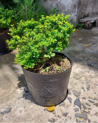 Linh Sam Hạt Gạo 1