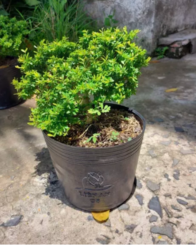 Linh Sam Hạt Gạo 1