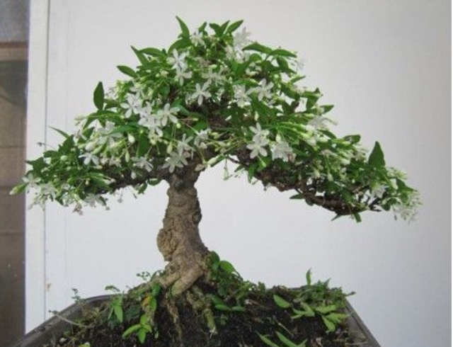Mai Chiếu Thuỷ 2