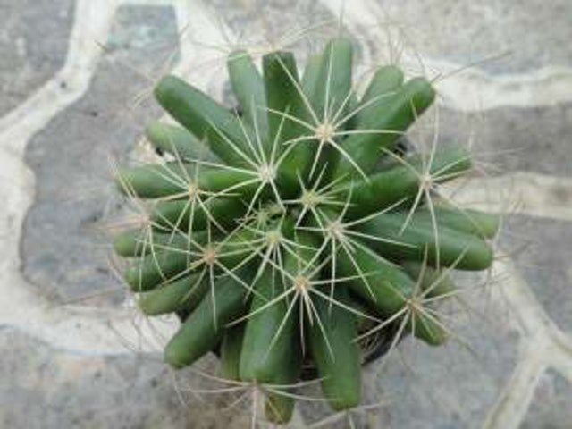 Cây Xương Rồng Chuối (Finger Cactus) 1