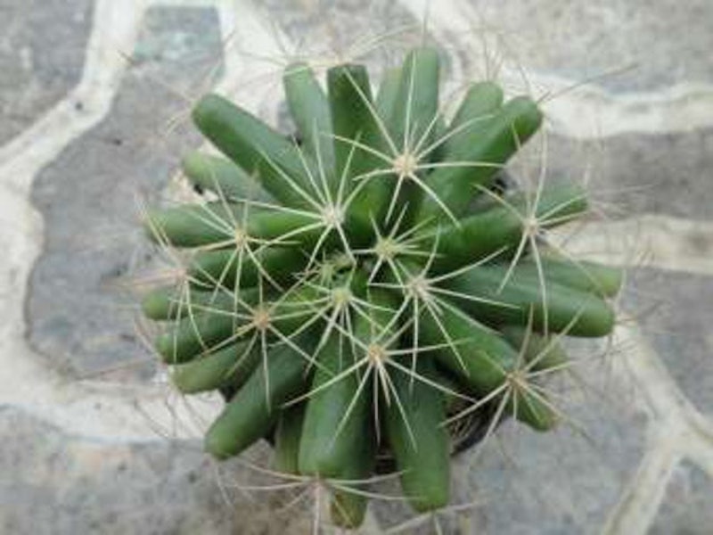 Cây Xương Rồng Chuối (Finger Cactus) 1
