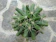 OEM Cây Xương Rồng Chuối (Finger Cactus) 1