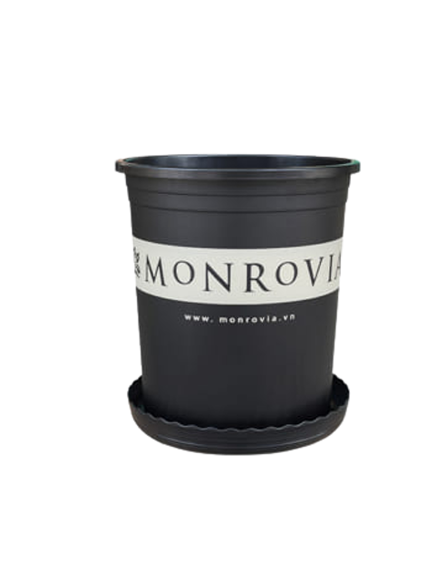 Chậu Hoa Monrovia 3