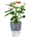 Oliz Chậu Trồng Cây Mini Oliz 1