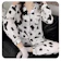 OEM Bộ Pijama Bò Sữa Tay Dài 1