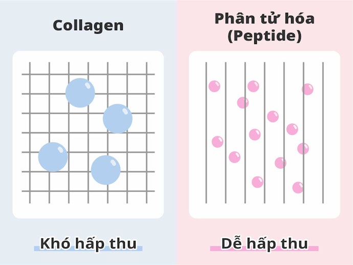 Để Dễ Hấp Thu Hơn: Chọn Collagen Đã Được Thủy Phân