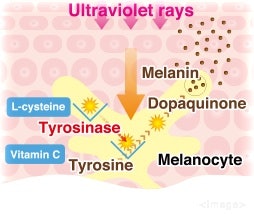 Vitamin C, L-Cystine, Chiết Xuất Ý Dĩ, v.v.: Giúp Làm Mờ Hắc Sắc Tố, Chống Oxy Hóa
