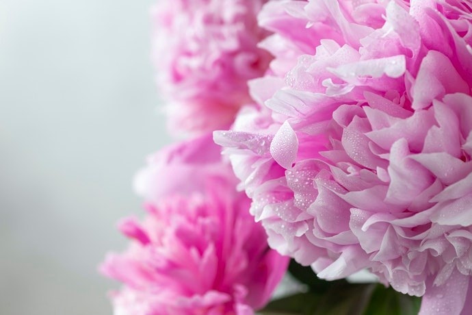 Nhóm Hương Floral: Mùi Hương Hoa Ngọt Ngào Và Nhẹ Nhàng