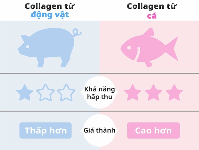 Collagen Từ Cá Và Từ Động Vật Khác Nhau Như Thế Nào?