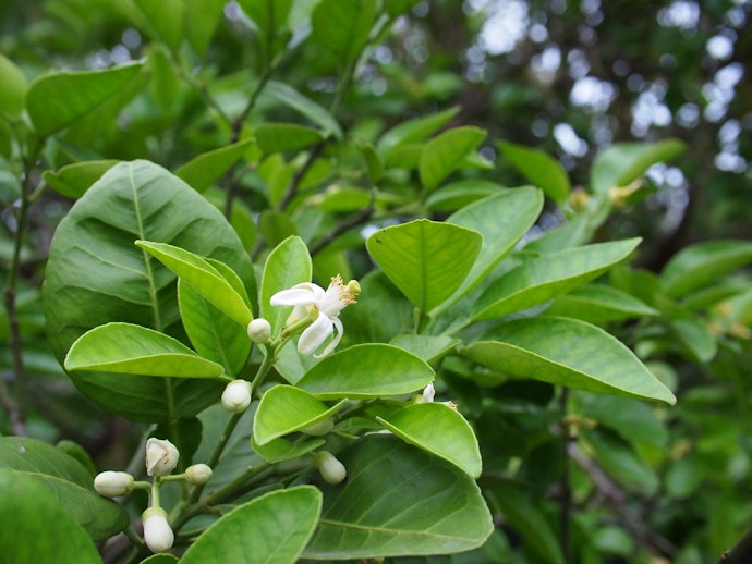 Tinh Dầu Hoa Bưởi: Tinh Tế Thanh Tao