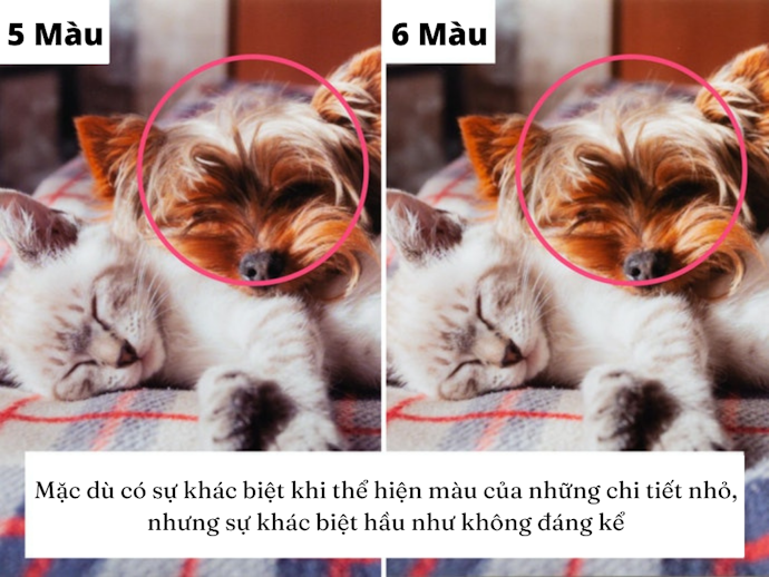 5 Màu: Khác Biệt Khó Nhận Thấy So Với 6 Màu
